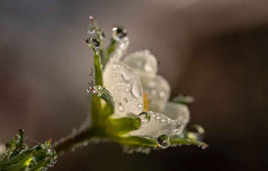 Fiore per celebrazione funerale